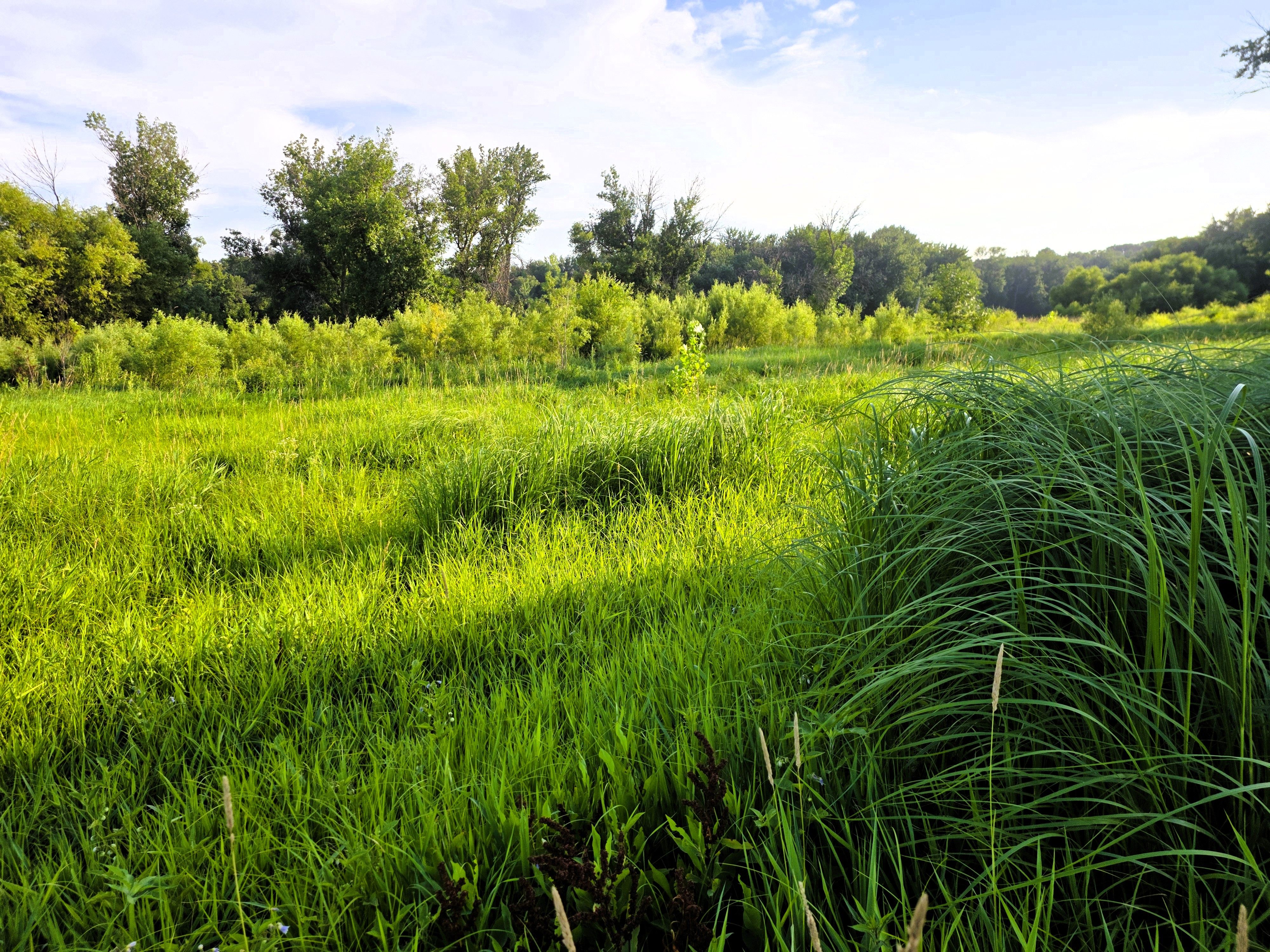 Listing Photo: Gound - grass IIIII